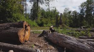 Reliable Hapeville, GA Tree Removal Solutions